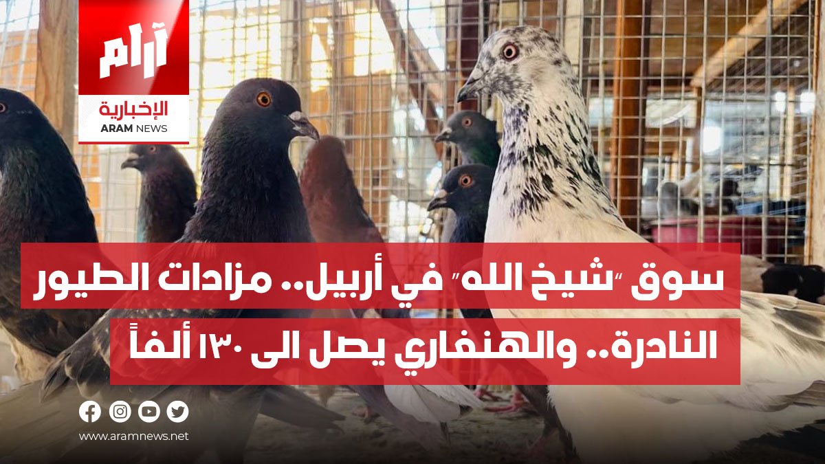 سوق “شيخ الله” في أربيل.. مزادات الطيور النادرة.. والهنغاري يصل الى 130 ألفاً