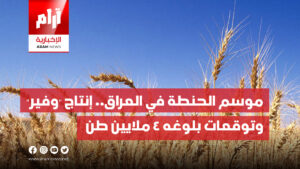 موسم الحنطة في العراق.. إنتاج “وفير” وتوقعات بلوغه 4 ملايين طن