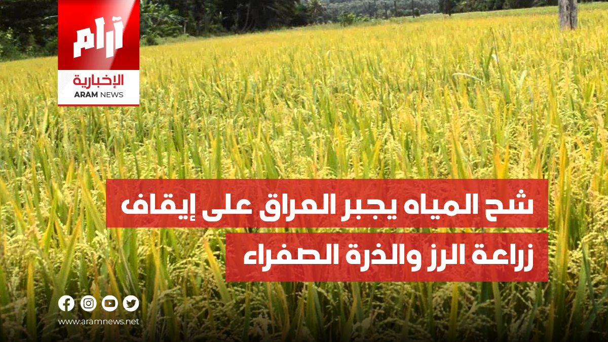 شح المياه يجبر العراق على إيقاف زراعة الرز والذرة الصفراء