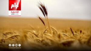 التجارة: إجراءات مشدّدة للحفاظ على محصول الحنطة من الأمطار
