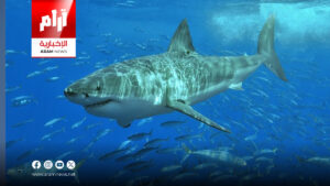 أسماك القرش في البرازيل تتعاطى  الممنوعات