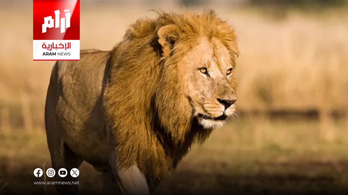 “أسود في الأحياء السكنية”.. ظاهرة خطيرة تنتشر في العراق رغم الحظر