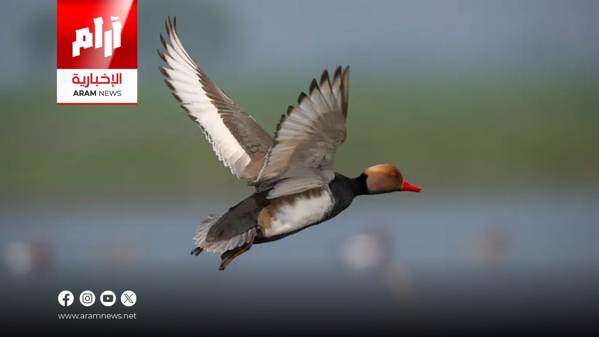 بطة تتصدر قائمة المخالفات المرورية!