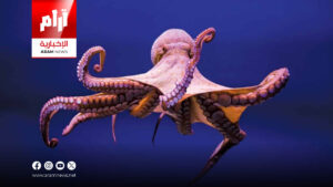 في يومه العالمي.. الأخطبوط مخلوق بذكاء خارق وثلاثة قلوب