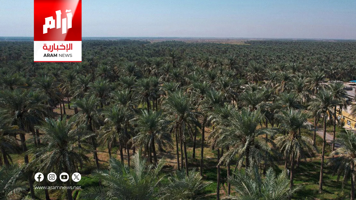 واسط الأولى عراقياً في إنتاج التمور خلال موسم 2025