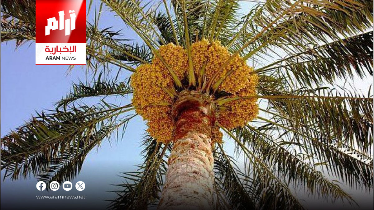 تمور العراق.. ثروة زراعية تبحث عن استثمار فعلي