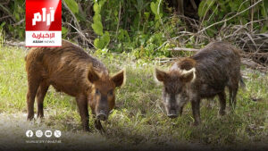 إصابات بين المدنيين وخسائر زراعية كبيرة.. الخنازير البرّية تتمدد في كركوك وتهدد السكان