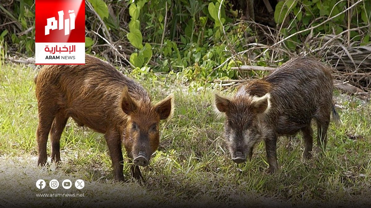 إصابات بين المدنيين وخسائر زراعية كبيرة.. الخنازير البرّية تتمدد في كركوك وتهدد السكان