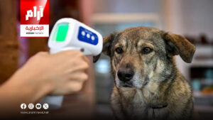 علماء يحذرون من عدوى خطيرة مصدرها الكلاب