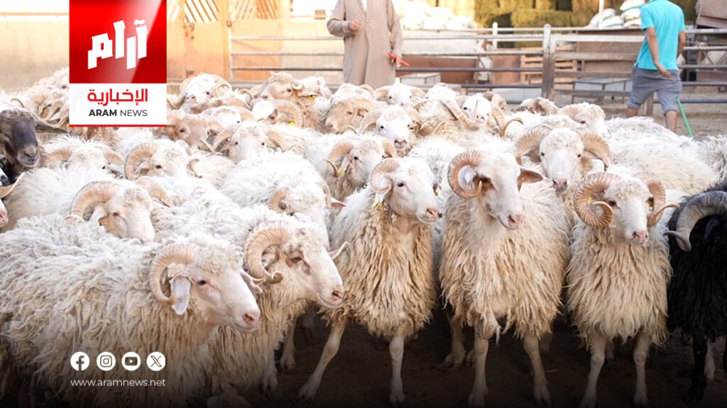 تخضع لفحص دقيق.. الزراعة تعلن فتح استيراد المواشي واللحوم الحمراء