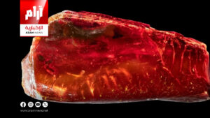 كائن منقرض يعود لـ40 مليون سنة يظهر محفوظًا داخل كهرمان نادر