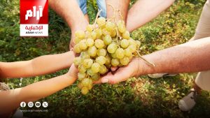 أكثر من مجرد تحلية.. كيف يدعم العنب الأخضر صحتك ووزنك؟