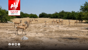ميسان تعلن ارتفاع أعداد غزلان الريم في محمية علي الغربي إلى 530 رأساً