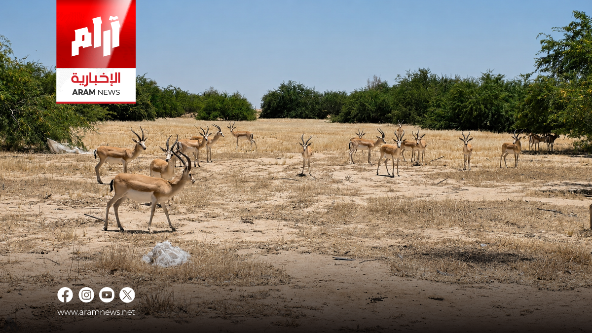 ميسان تعلن ارتفاع أعداد غزلان الريم في محمية علي الغربي إلى 530 رأساً