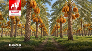 النخيل العراقي يواجه تحديات التجريف وشح المياه وارتفاع كلف الإنتاج